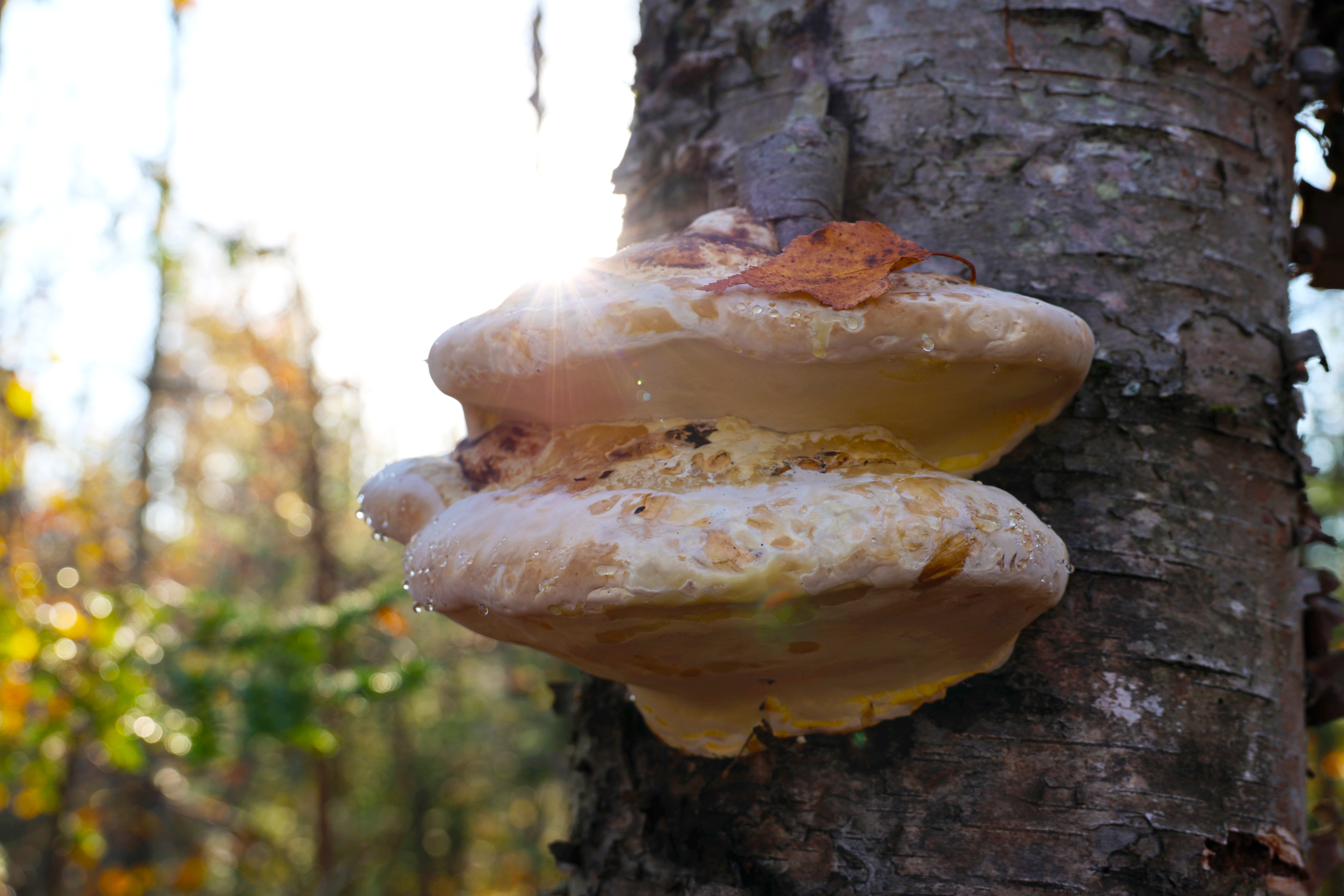 Mushroom on a tree