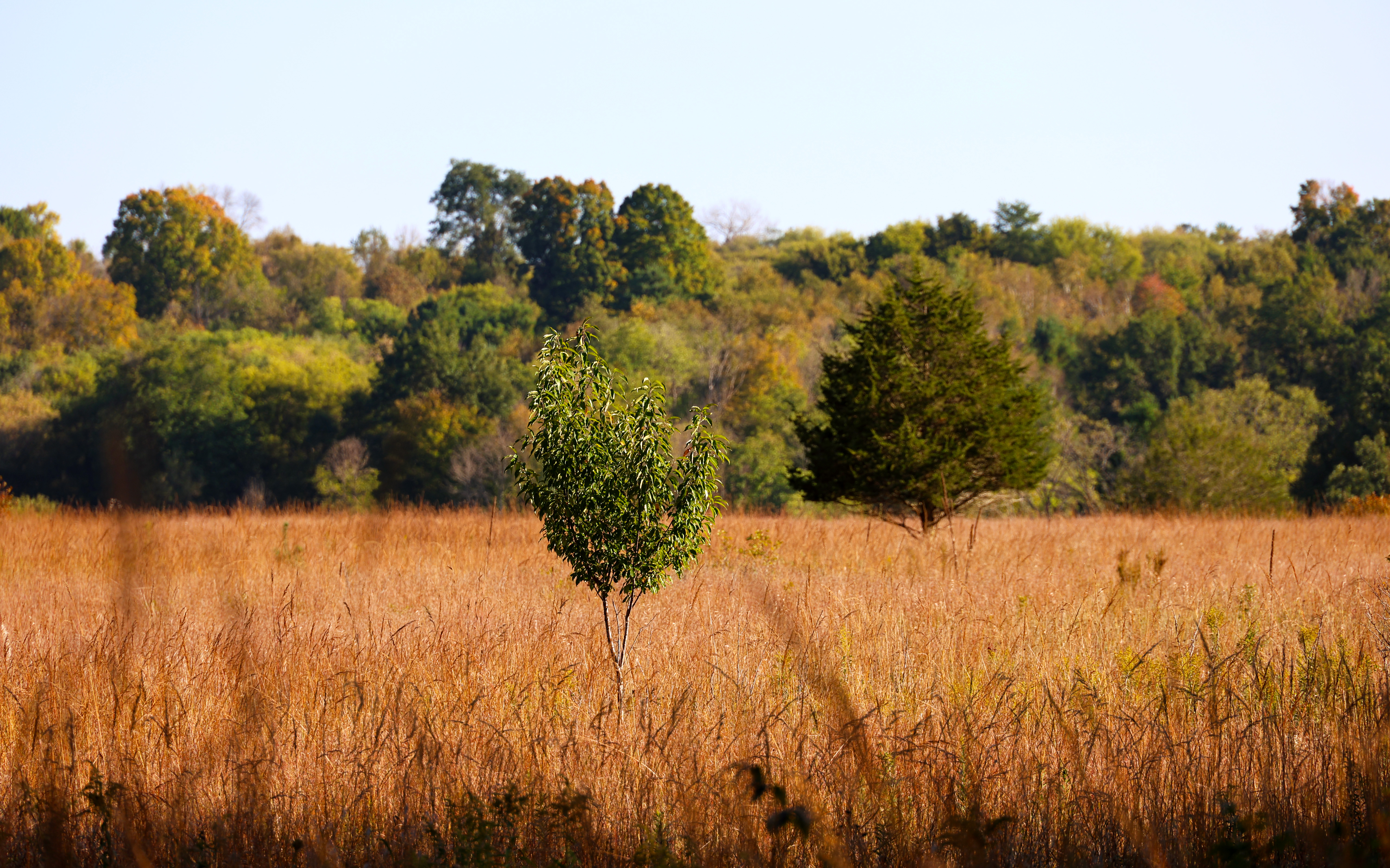 Lone Tree